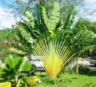 Travellers Palm Tree   RAVENALA MADAGASCARIENS IS   5 Exotic Seeds