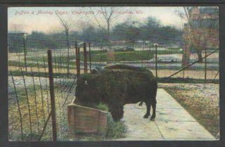 1908 Buffalo & Monkey Cages Washington Pk Milwaukee WIS