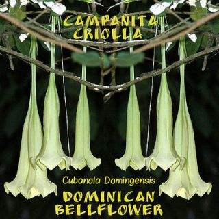 Domingensis~ DOMINICAN BELLFLOWER FANTASTIC FLOWER Rare PLANT 15 Seeds