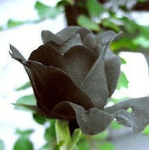 20 Seeds China Rare Black Rose Seed For Lover Black Rose Seed Fresh