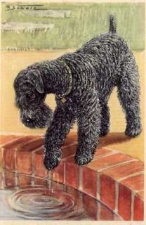 Kerry Blue Terrier   MATTED Dog Print   German NEW