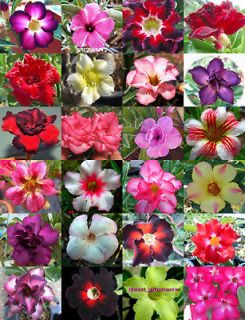 adenium obesum identified by color 115 seeds 24 type from