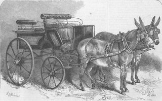 ANIMALS A pair of donkeys in Harness, antique print, 1865