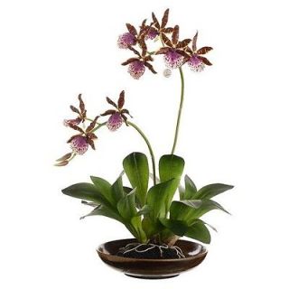 Allstate Floral 14 Two Zycopettalum Orchid Plant with Ceramic Bowl