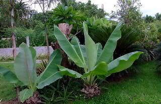 100 Dwarf Banana flower seeds Ensete Superba, not plant