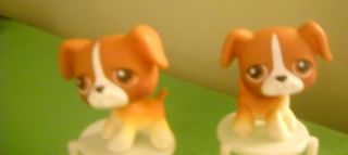 Littlest Pet Shop #25 Boxer Twin Puppy Dogs Super Cute Retired
