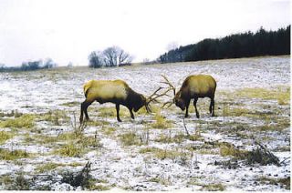 High Country Reserve Elk Hunts