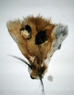 RED FOX FUR FACE MASK