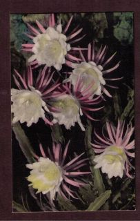 Vintage Lithographed Postcard, Night Blooming Cereus Cactus, FL, Hand