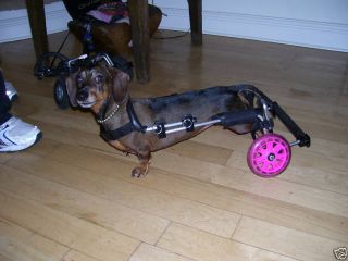 Wheels for Dogs Dog Wheelchairs UK Made