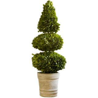 Napa Home & Garden Preserved Boxwoods Double Ball Cone Round in Planter 7539 PG