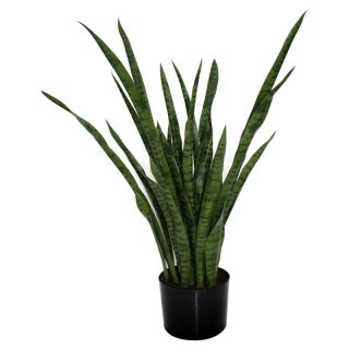 40 in. Sansevieria Multicolor   400910