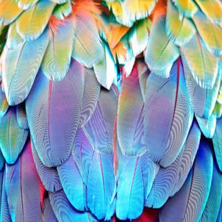 Salty & Sweet Parrot Feathers Canvas Art SS079 Size 12 H x 12 W x 2 D