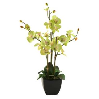 Green Orchids in Black Ceramic Planter