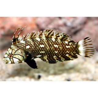 Dragon Wrasse   Small